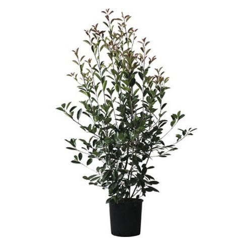 Photinia